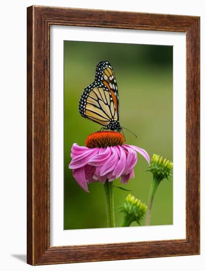 Monarch Butterfly and Flower-Lantern Press-Framed Art Print