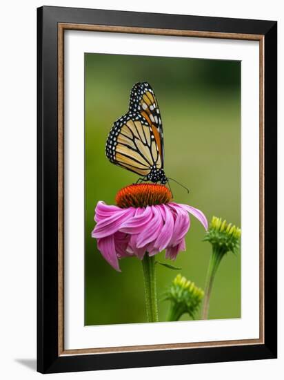 Monarch Butterfly and Flower-Lantern Press-Framed Art Print