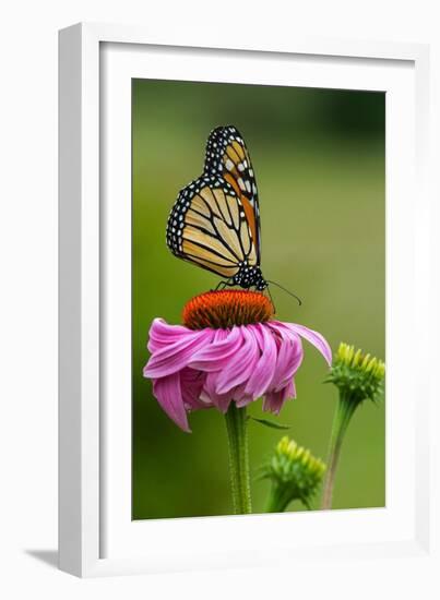 Monarch Butterfly and Flower-Lantern Press-Framed Art Print