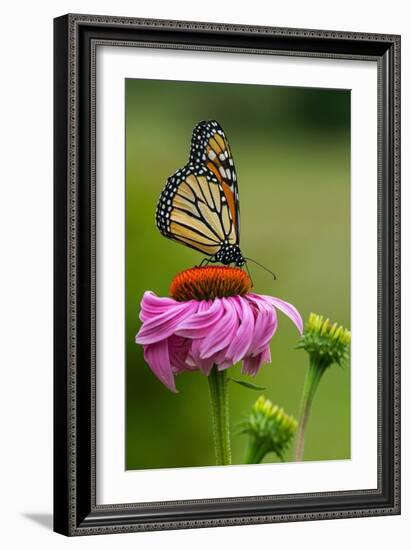 Monarch Butterfly and Flower-Lantern Press-Framed Art Print