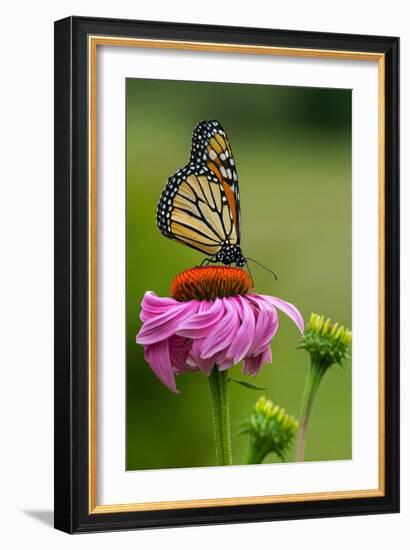 Monarch Butterfly and Flower-Lantern Press-Framed Art Print