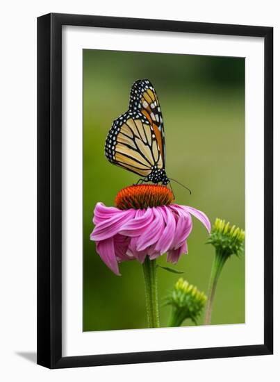 Monarch Butterfly and Flower-Lantern Press-Framed Premium Giclee Print