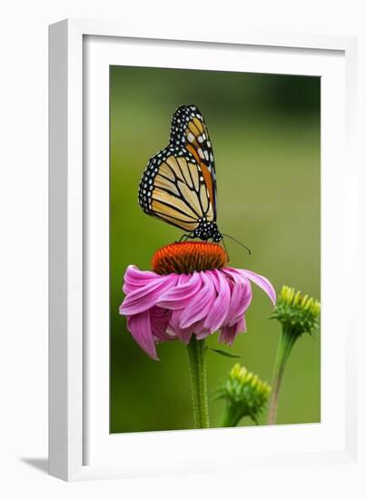 Monarch Butterfly and Flower-Lantern Press-Framed Premium Giclee Print