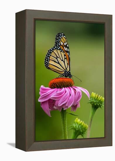 Monarch Butterfly and Flower-Lantern Press-Framed Stretched Canvas