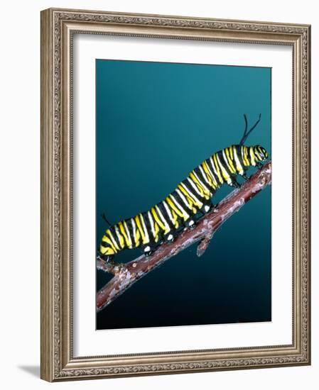 Monarch Butterfly Caterpillar, California, USA-David Northcott-Framed Photographic Print