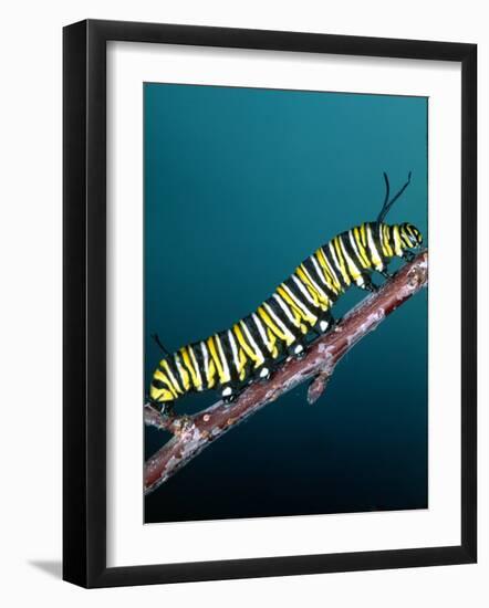 Monarch Butterfly Caterpillar, California, USA-David Northcott-Framed Photographic Print