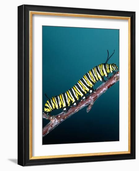 Monarch Butterfly Caterpillar, California, USA-David Northcott-Framed Photographic Print