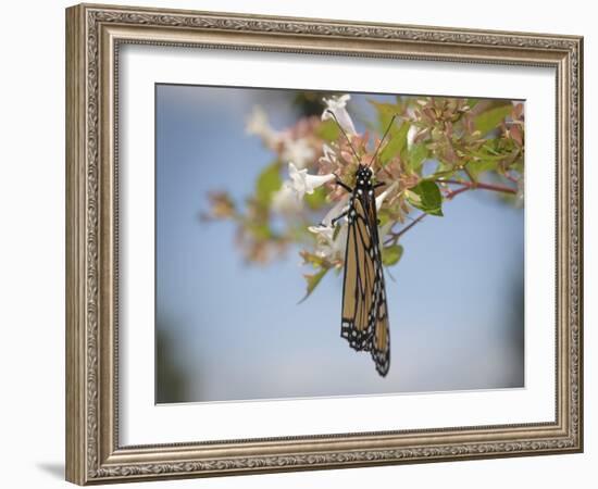 Monarch butterfly, Danaus plexippus, Florida-Maresa Pryor-Framed Photographic Print