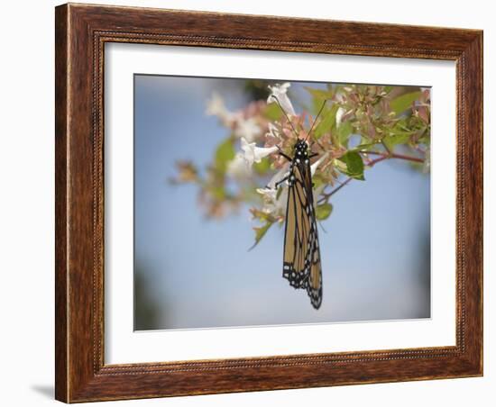 Monarch butterfly, Danaus plexippus, Florida-Maresa Pryor-Framed Photographic Print