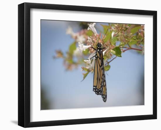 Monarch butterfly, Danaus plexippus, Florida-Maresa Pryor-Framed Photographic Print