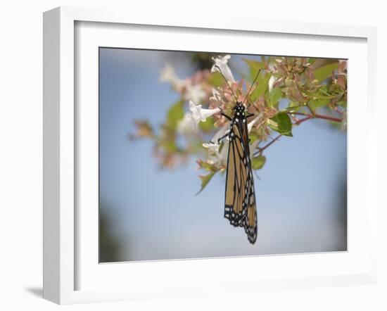 Monarch butterfly, Danaus plexippus, Florida-Maresa Pryor-Framed Photographic Print