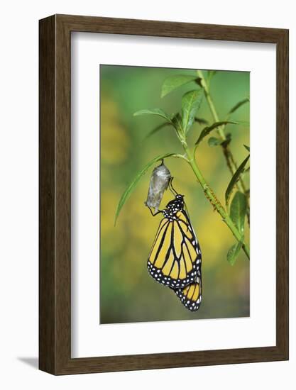 Monarch butterfly emerging from chrysalis on Tropical milkweed, Hill Country, Texas, USA-Rolf Nussbaumer-Framed Photographic Print