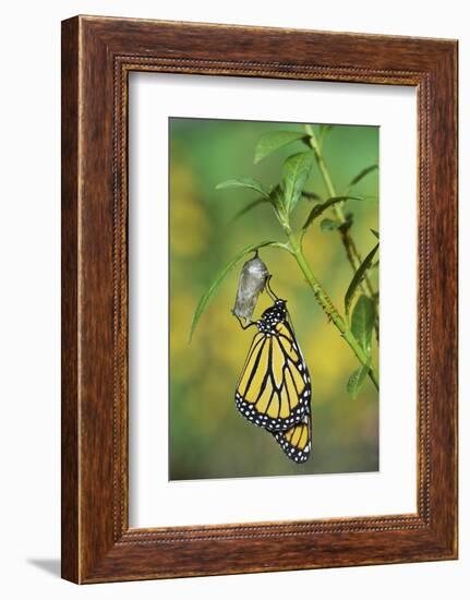 Monarch butterfly emerging from chrysalis on Tropical milkweed, Hill Country, Texas, USA-Rolf Nussbaumer-Framed Photographic Print