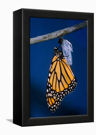 Monarch Butterfly Emerging from Cocoon-Philip Gendreau-Framed Premier Image Canvas