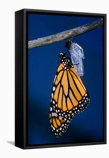 Monarch Butterfly Emerging from Cocoon-Philip Gendreau-Framed Premier Image Canvas