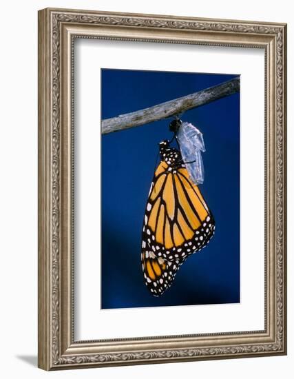 Monarch Butterfly Emerging from Cocoon-Philip Gendreau-Framed Photographic Print