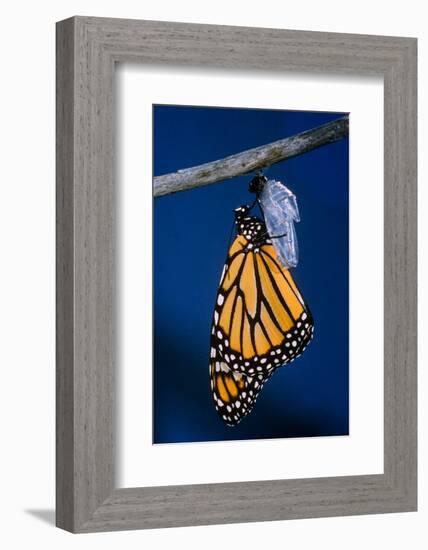 Monarch Butterfly Emerging from Cocoon-Philip Gendreau-Framed Photographic Print