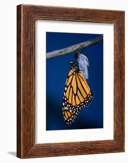 Monarch Butterfly Emerging from Cocoon-Philip Gendreau-Framed Photographic Print