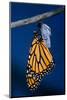 Monarch Butterfly Emerging from Cocoon-Philip Gendreau-Mounted Photographic Print
