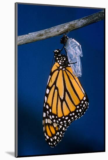 Monarch Butterfly Emerging from Cocoon-Philip Gendreau-Mounted Photographic Print