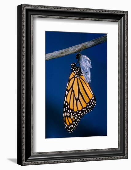 Monarch Butterfly Emerging from Cocoon-Philip Gendreau-Framed Photographic Print