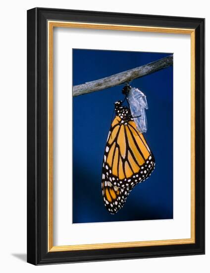 Monarch Butterfly Emerging from Cocoon-Philip Gendreau-Framed Photographic Print