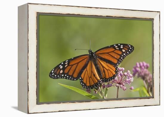 Monarch Butterfly Male on Swamp Milkweed Marion Co., Il-Richard ans Susan Day-Framed Premier Image Canvas