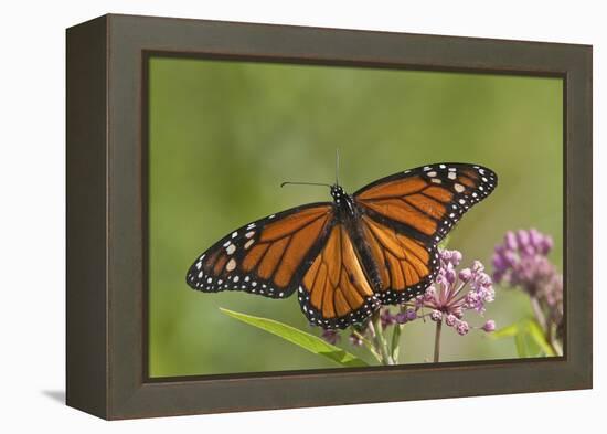 Monarch Butterfly Male on Swamp Milkweed Marion Co., Il-Richard ans Susan Day-Framed Premier Image Canvas
