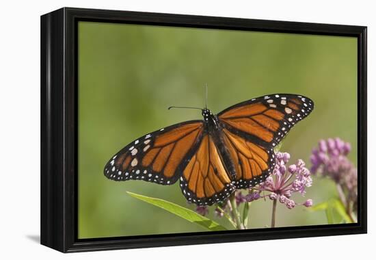 Monarch Butterfly Male on Swamp Milkweed Marion Co., Il-Richard ans Susan Day-Framed Premier Image Canvas