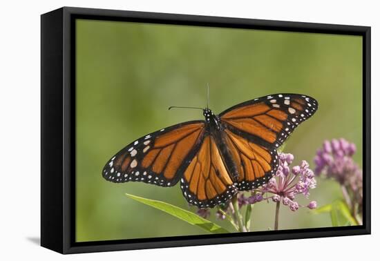 Monarch Butterfly Male on Swamp Milkweed Marion Co., Il-Richard ans Susan Day-Framed Premier Image Canvas