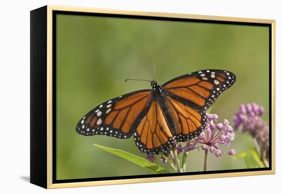 Monarch Butterfly Male on Swamp Milkweed Marion Co., Il-Richard ans Susan Day-Framed Premier Image Canvas