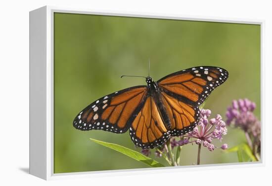 Monarch Butterfly Male on Swamp Milkweed Marion Co., Il-Richard ans Susan Day-Framed Premier Image Canvas