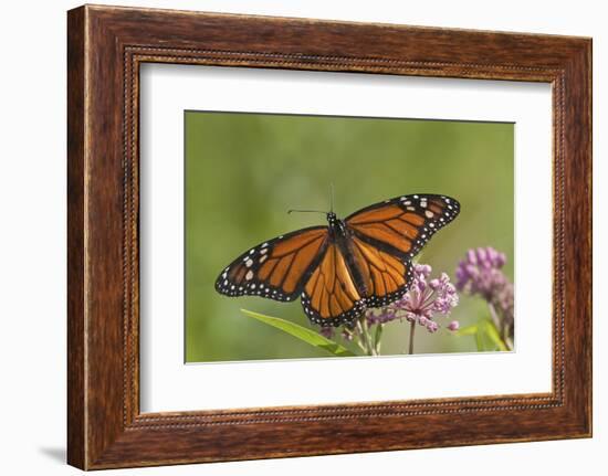 Monarch Butterfly Male on Swamp Milkweed Marion Co., Il-Richard ans Susan Day-Framed Photographic Print