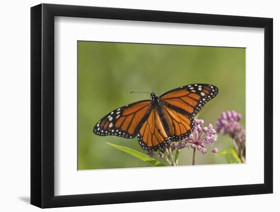 Monarch Butterfly Male on Swamp Milkweed Marion Co., Il-Richard ans Susan Day-Framed Photographic Print