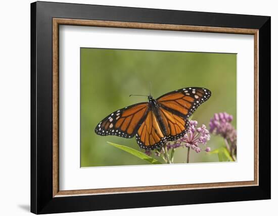 Monarch Butterfly Male on Swamp Milkweed Marion Co., Il-Richard ans Susan Day-Framed Photographic Print