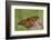 Monarch Butterfly Male on Swamp Milkweed Marion Co., Il-Richard ans Susan Day-Framed Photographic Print