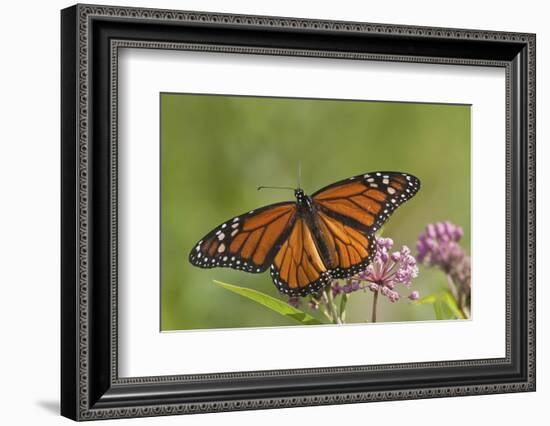 Monarch Butterfly Male on Swamp Milkweed Marion Co., Il-Richard ans Susan Day-Framed Photographic Print