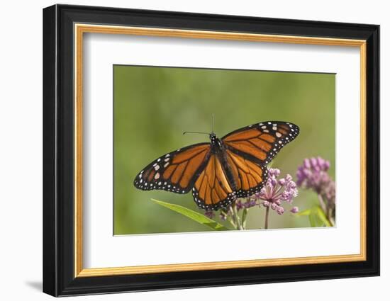 Monarch Butterfly Male on Swamp Milkweed Marion Co., Il-Richard ans Susan Day-Framed Photographic Print