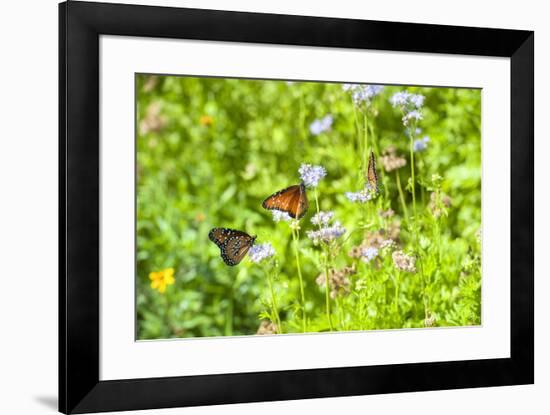 Monarch butterfly on Buttonbush flower, Austin, Texas, Usa-Jim Engelbrecht-Framed Premium Photographic Print