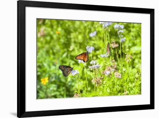 Monarch butterfly on Buttonbush flower, Austin, Texas, Usa-Jim Engelbrecht-Framed Premium Photographic Print