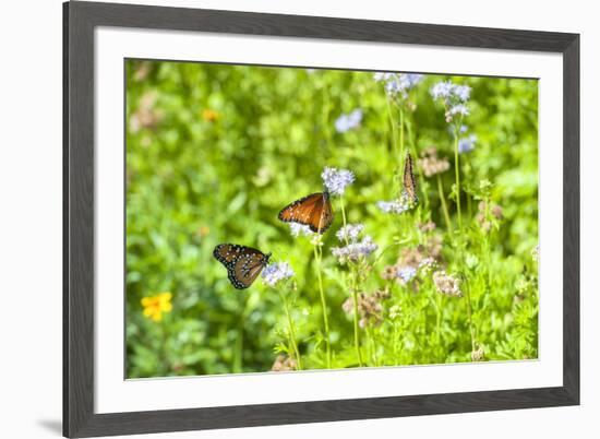 Monarch butterfly on Buttonbush flower, Austin, Texas, Usa-Jim Engelbrecht-Framed Premium Photographic Print