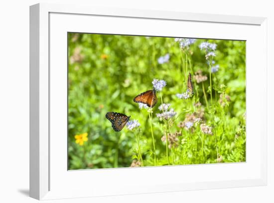 Monarch butterfly on Buttonbush flower, Austin, Texas, Usa-Jim Engelbrecht-Framed Premium Photographic Print