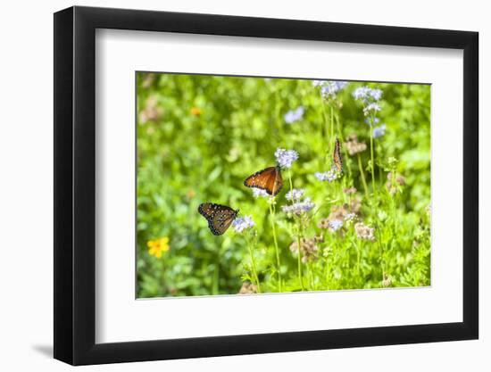 Monarch butterfly on Buttonbush flower, Austin, Texas, Usa-Jim Engelbrecht-Framed Photographic Print