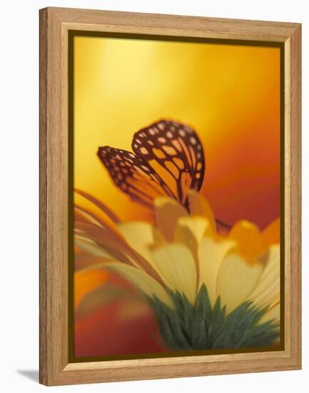 Monarch Butterfly on Daisy-null-Framed Premier Image Canvas