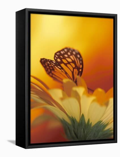 Monarch Butterfly on Daisy-null-Framed Premier Image Canvas