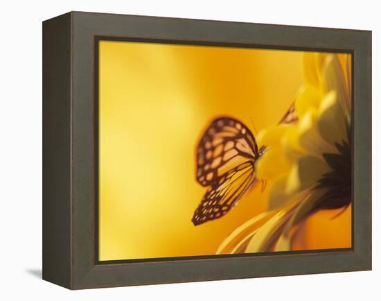 Monarch Butterfly on Daisy-null-Framed Premier Image Canvas