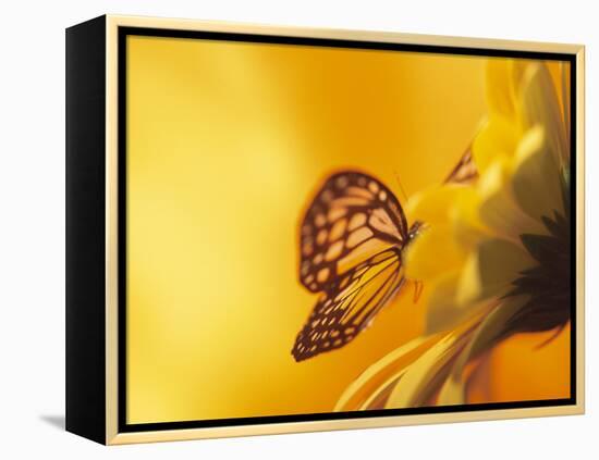 Monarch Butterfly on Daisy-null-Framed Premier Image Canvas