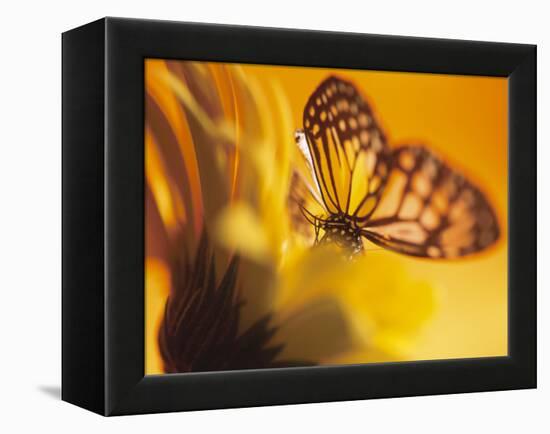 Monarch Butterfly on Daisy-null-Framed Premier Image Canvas