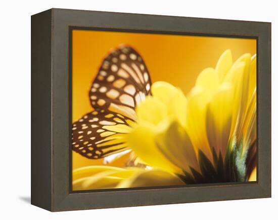 Monarch Butterfly on Daisy-null-Framed Premier Image Canvas
