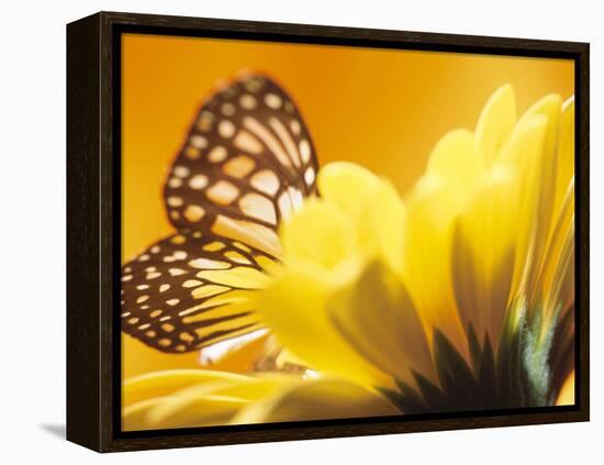 Monarch Butterfly on Daisy-null-Framed Premier Image Canvas